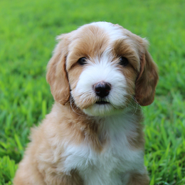 Petcheck store urgent care
